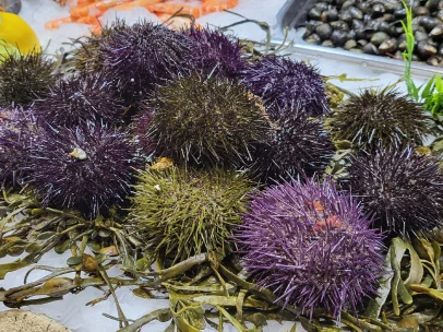 Oursins à déguster à Montauban (82)